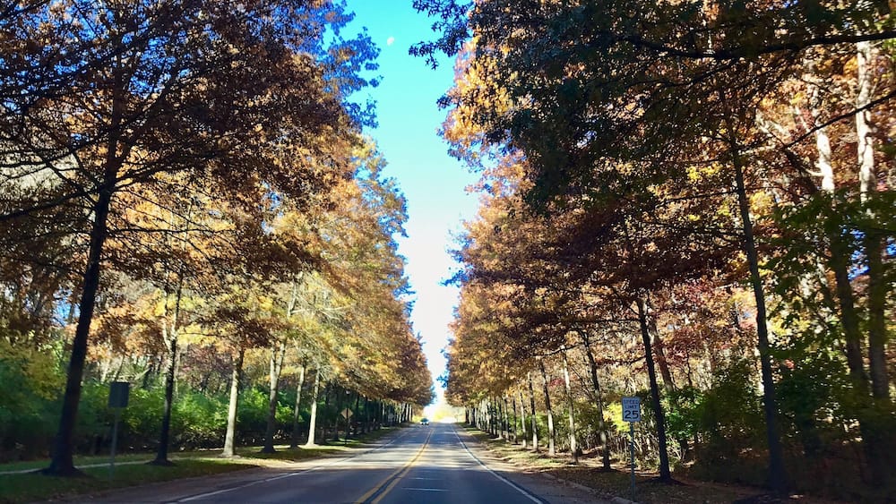 Tree lines of Ellisville