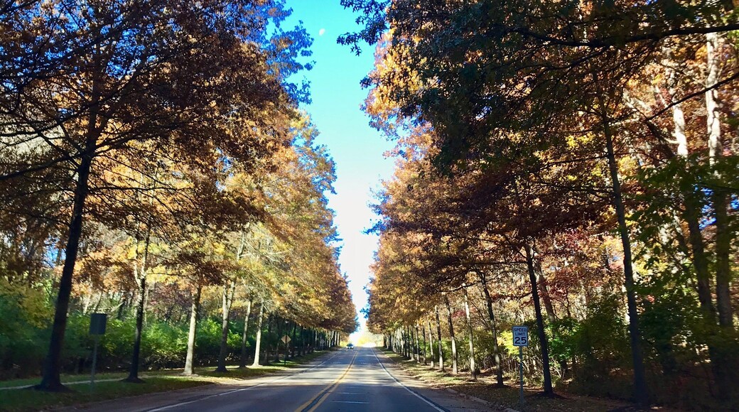 Tree lines of Ellisville
