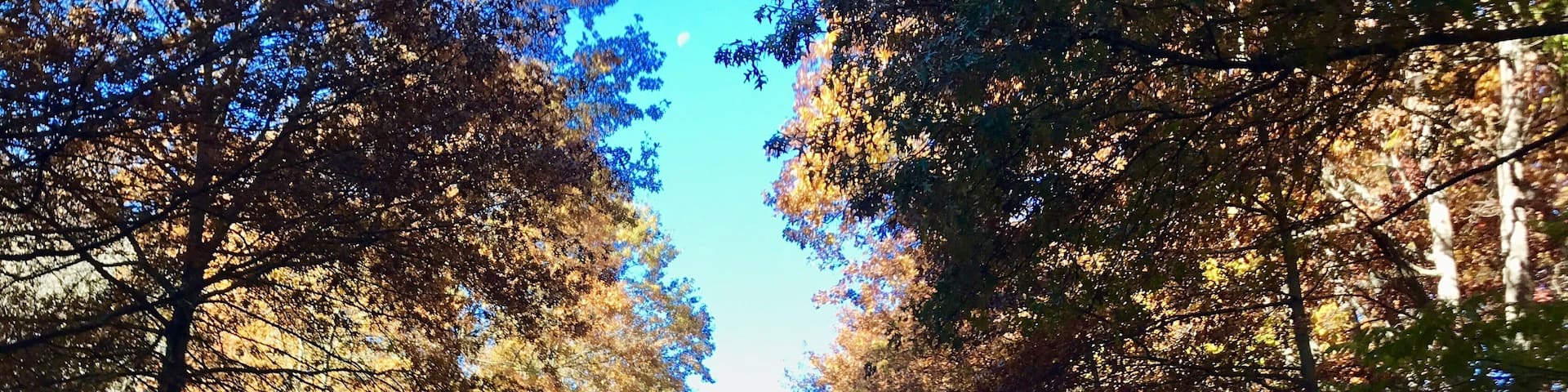 Tree lines of Ellisville