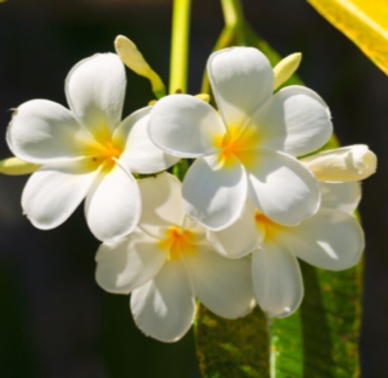 Lots of flora & fauna on the island. the four seasons does a fantastic job keeping up the grounds like a botanical garden.