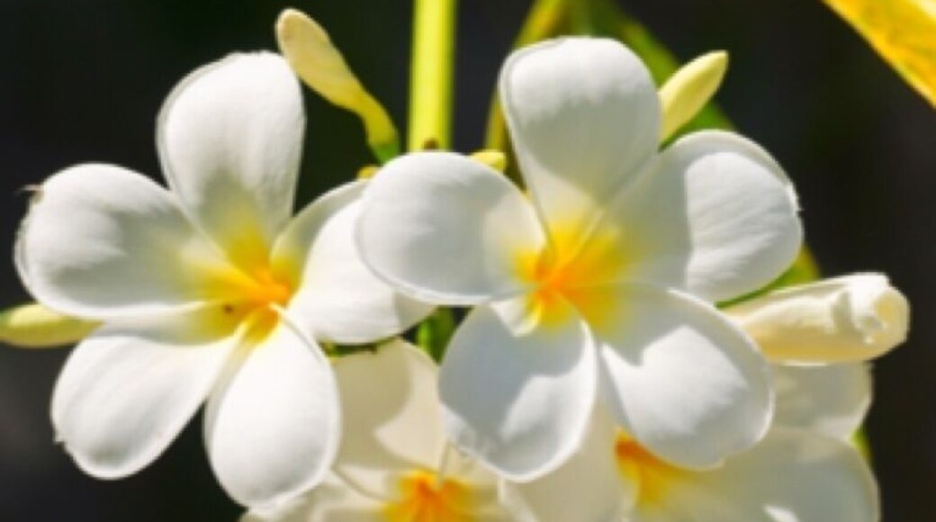 Lots of flora & fauna on the island. the four seasons does a fantastic job keeping up the grounds like a botanical garden.