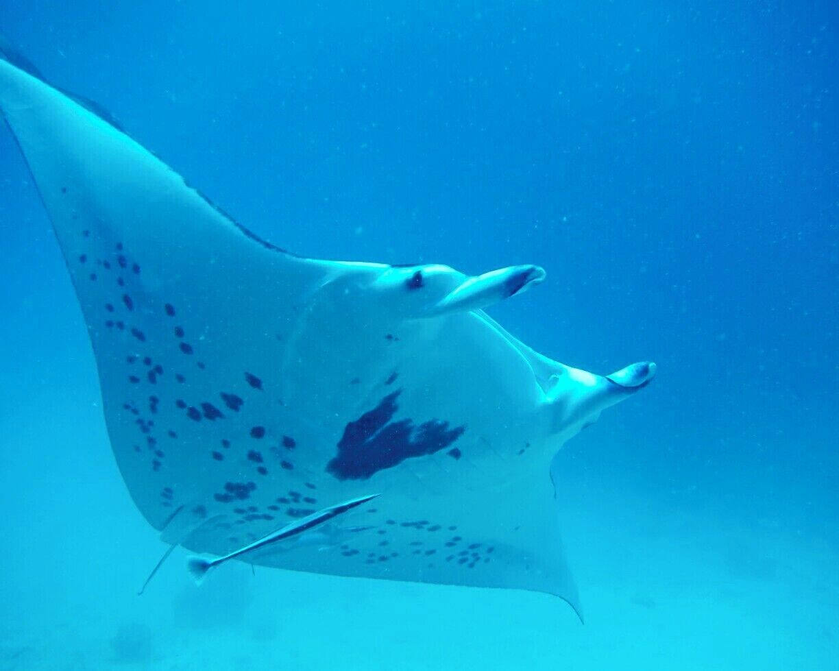 Excellent spot to see manta rays all year round, either from the surface (snorkeling) or from below (diving). This shot was taken while diving, where the rays glide right by (and over) you as they swim about the cleaning station.  Remember to hold your breath as they approach, or your bubbles wills scare them off!  Easy dive site, with lots of colorful coral at relatively shallow depths to increase your bottom time.