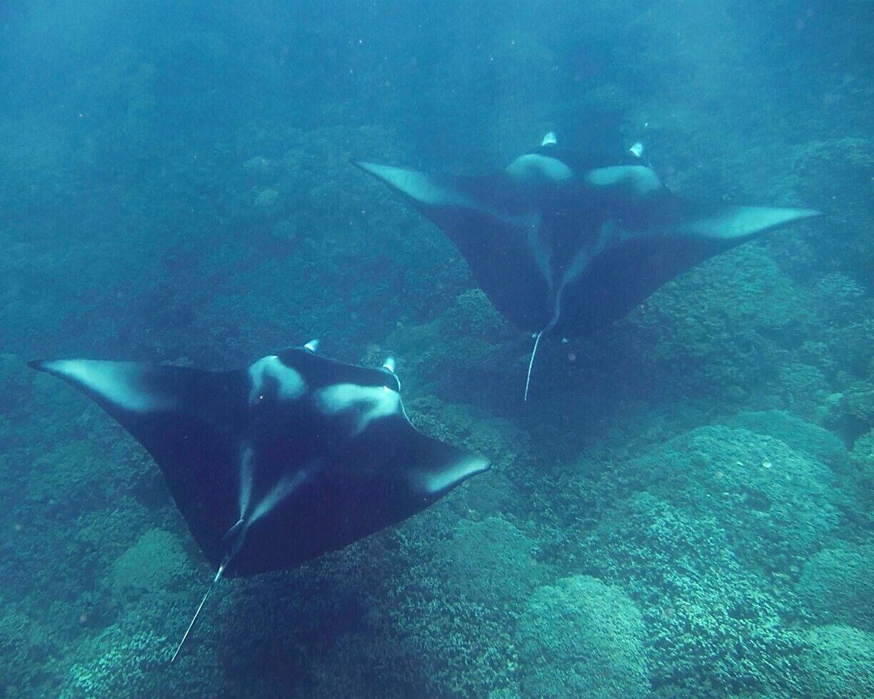 Manta rays inhabit the lagoon year round, and they often use this spot as a cleaning station (where smaller fish "clean" their gills and skin by feeding on parasites).  We saw three different mantas while snorkeling on the surface, the largest about 12ft wide.

In addition to the mantas, we snorkled two other spots as part of our tour: the Coral Garden and the Aquarium.  The entire tour was well guided and a lot of fun.  If you're headed out here, book your Reef Discovery tour in advance at http://www.reefdiscovery.pf.