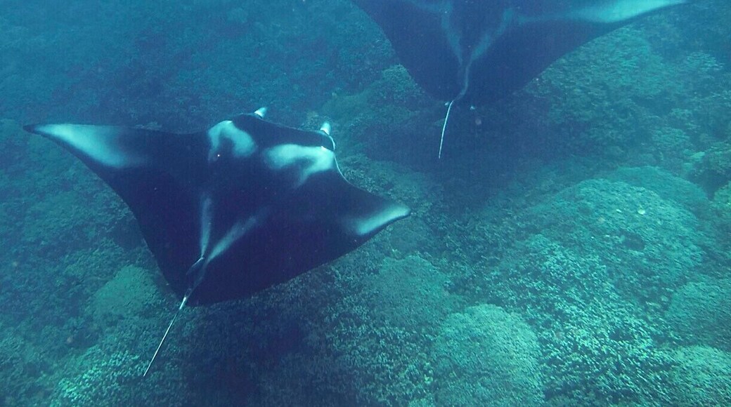 Manta rays inhabit the lagoon year round, and they often use this spot as a cleaning station (where smaller fish "clean" their gills and skin by feeding on parasites). We saw three different mantas while snorkeling on the surface, the largest about 12ft wide.
In addition to the mantas, we snorkled two other spots as part of our tour: the Coral Garden and the Aquarium. The entire tour was well guided and a lot of fun. If you're headed out here, book your Reef Discovery tour in advance at http://www.reefdiscovery.pf.