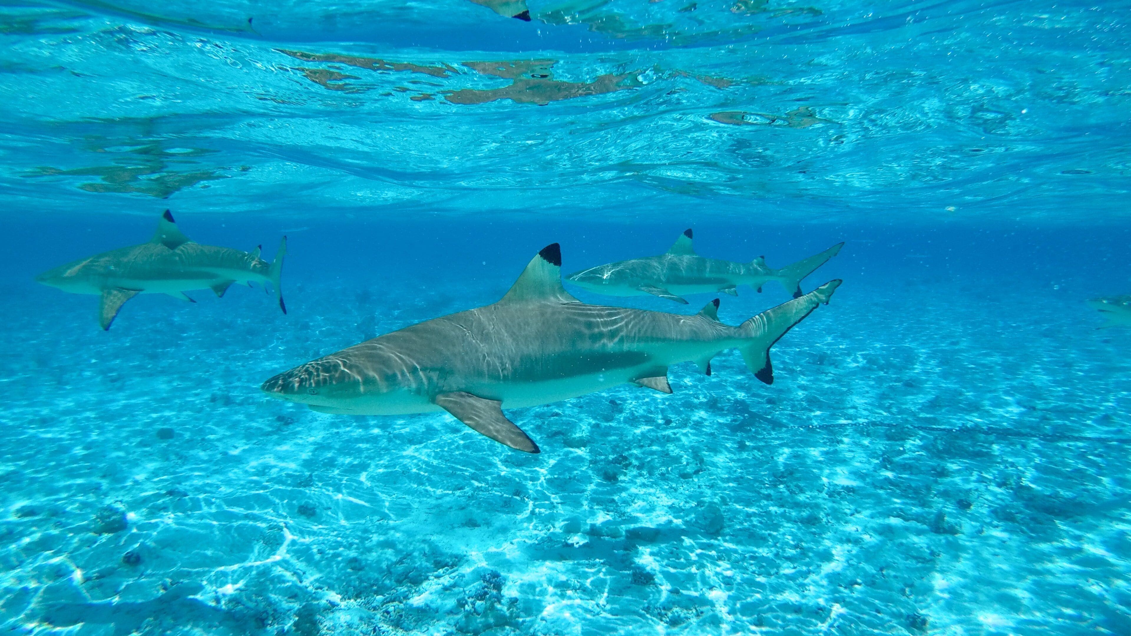 Bora Bora qui includes vie marine