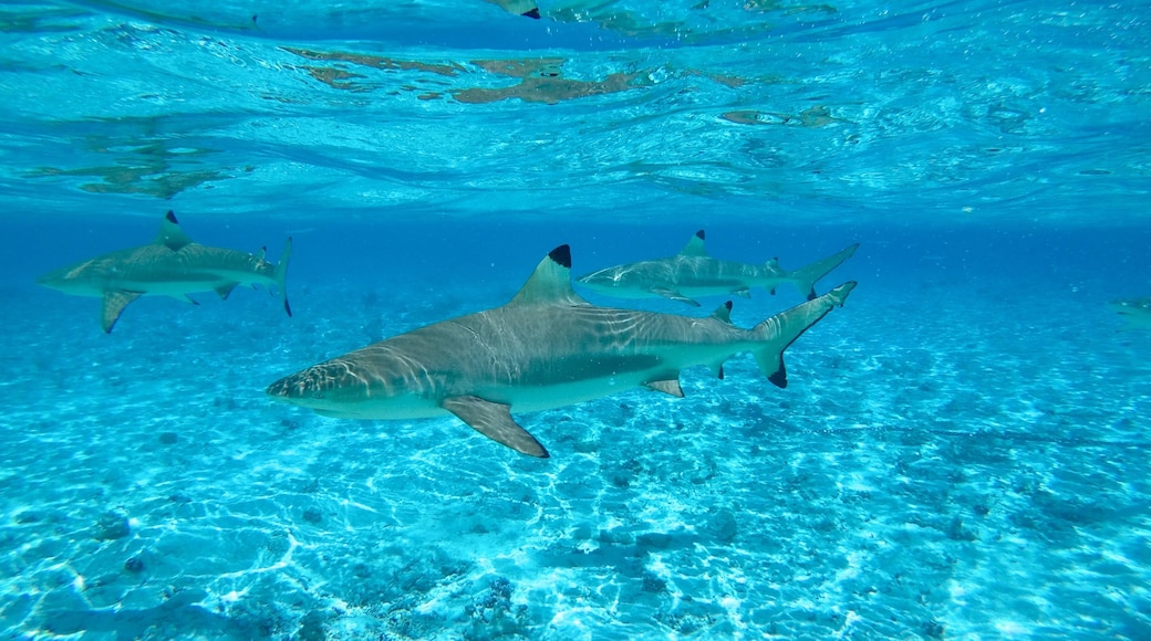 Bora Bora qui includes vie marine