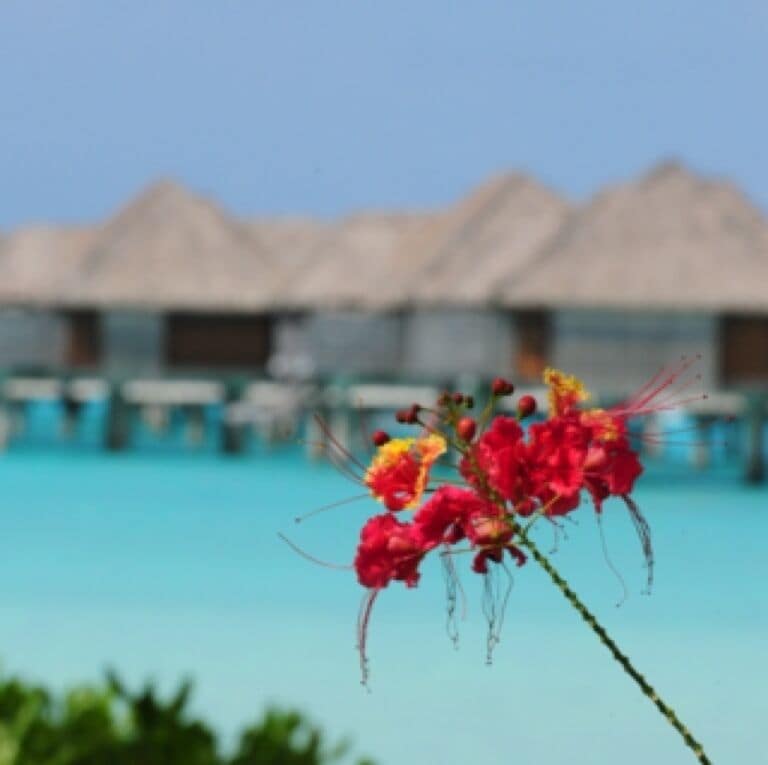 Everywhere you turn is a postcard. I just can not describe how fabulous this resort is! 