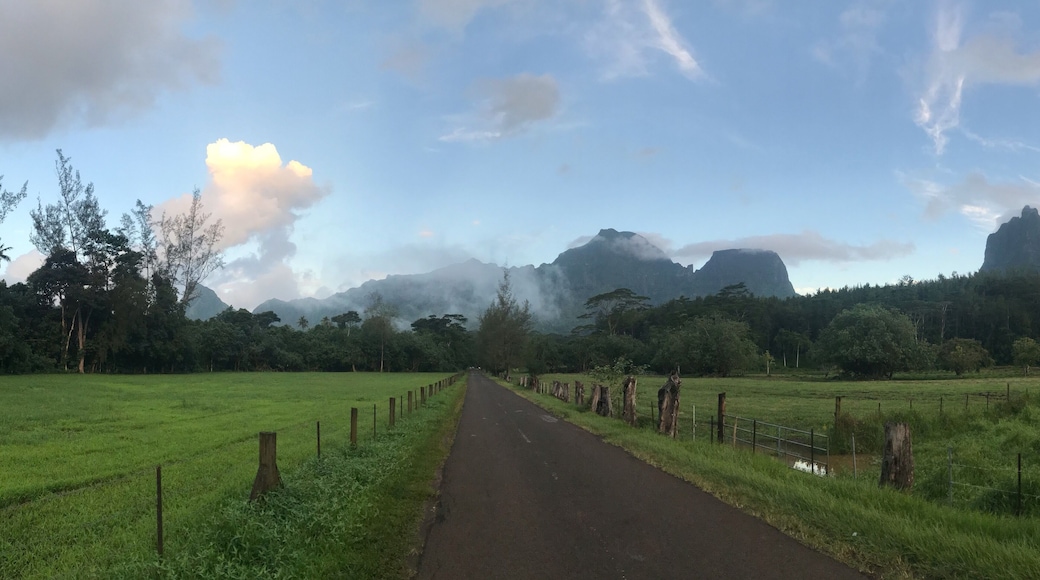‘Opunohu valley and it’s mountains. The most famous being mou’a roa, in the shape of a shark tooth.