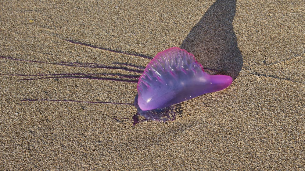 Una medusa viola su una spiaggia sabbiosa, con la sua ombra.