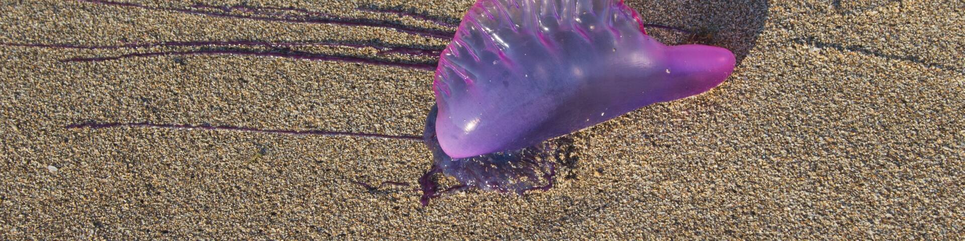 Portuguese Man of War on Treasure Beach, Jamaica