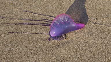 Portuguese Man of War on Treasure Beach, Jamaica