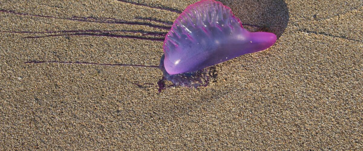 A purple jellyfish on a sandy beach with its shadow.