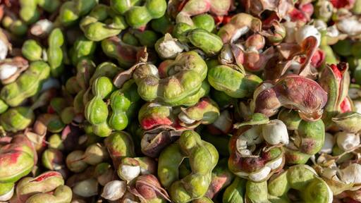 Fruit known as guamuchiles in a basket at a street market stall Mexican fruit, Pithecellobium sweet, huamuchil, wuamuchil, guamuchil, gallinero, pinzán, chiminango, gina, guamaras.