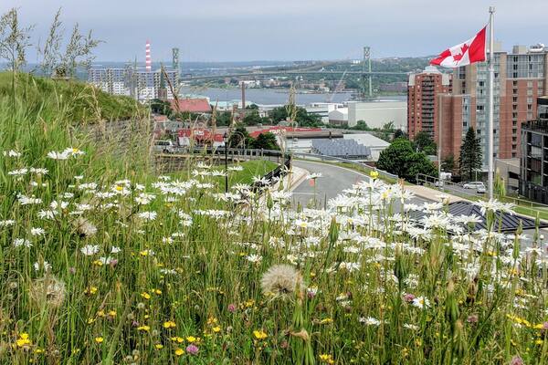 Un champ de marguerites et de fleurs sauvages, avec un drapeau canadien, des bâtiments et un pont en arrière-plan.