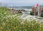 A field of daisies and wildflowers with a Canadian flag, buildings, and a bridge in the background.