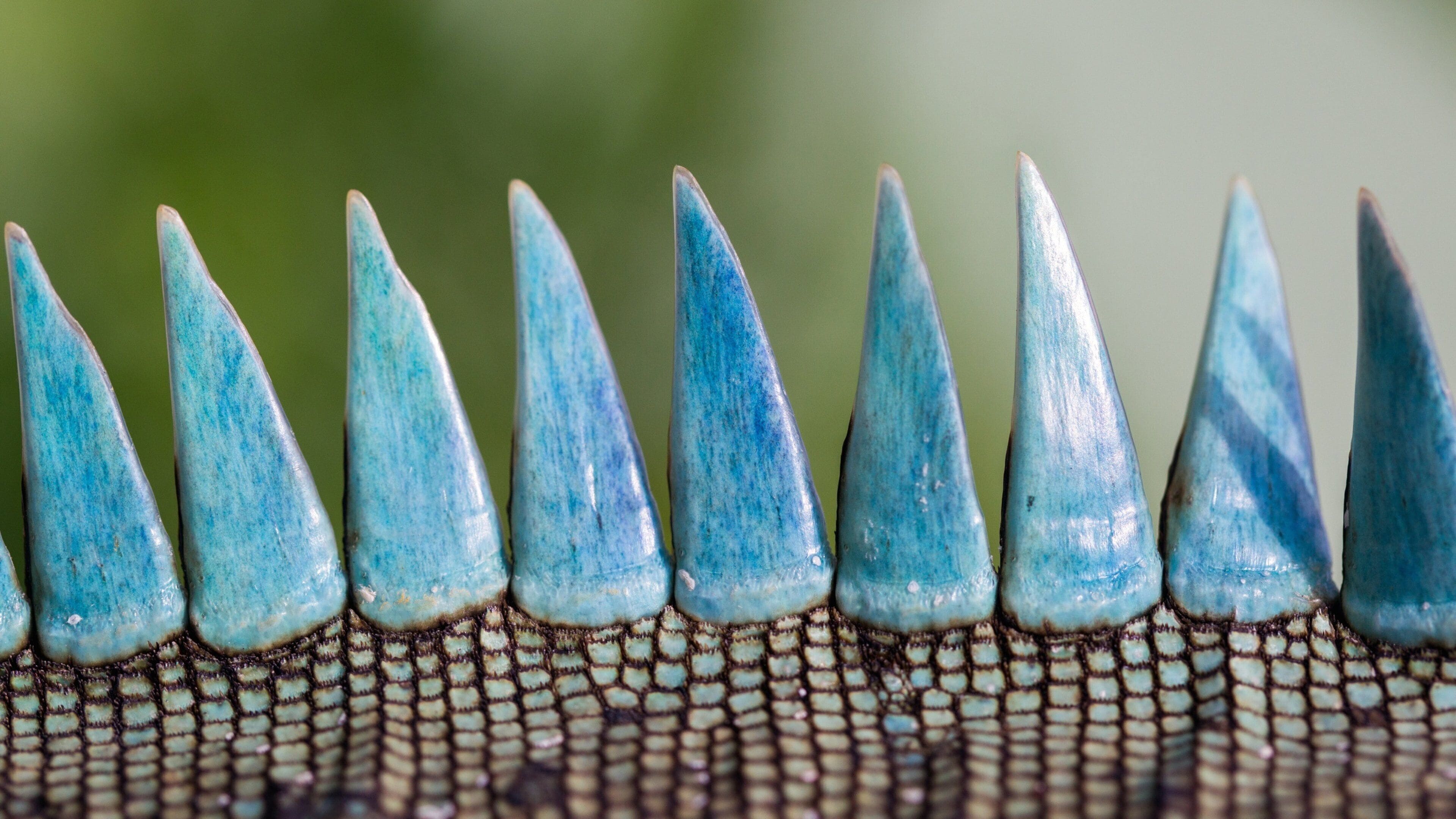 Grand Cayman featuring dangerous animals and animals