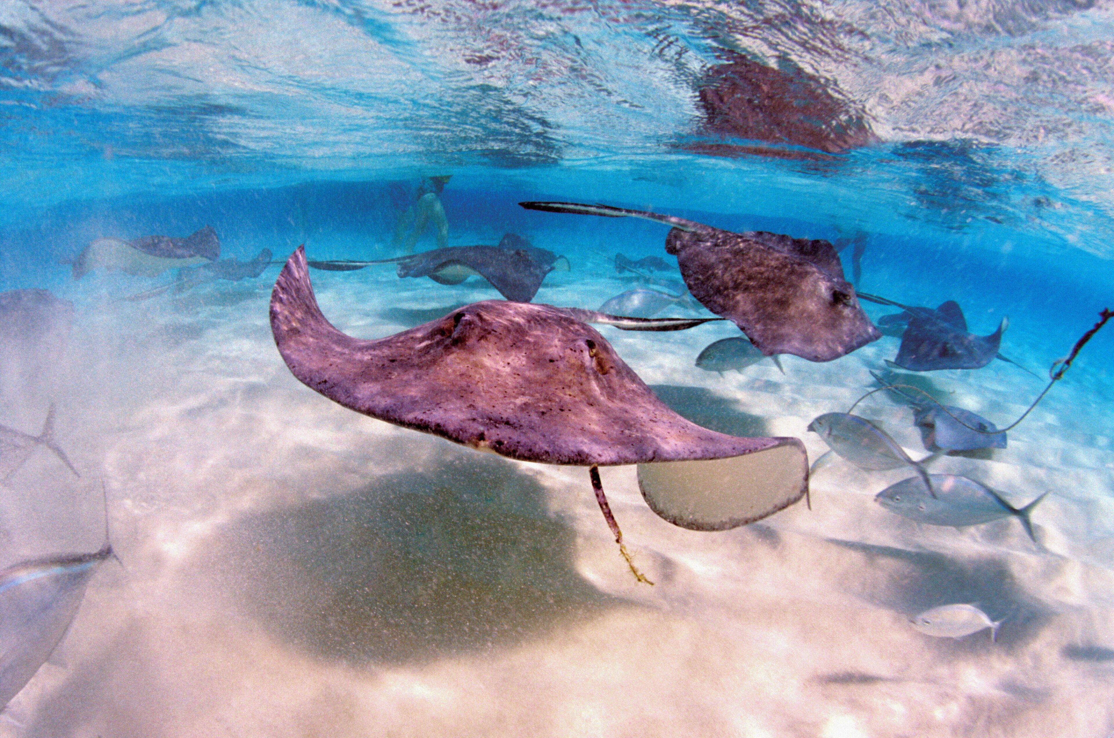 A clear underwater view of stingrays swimming near the ocean floor.