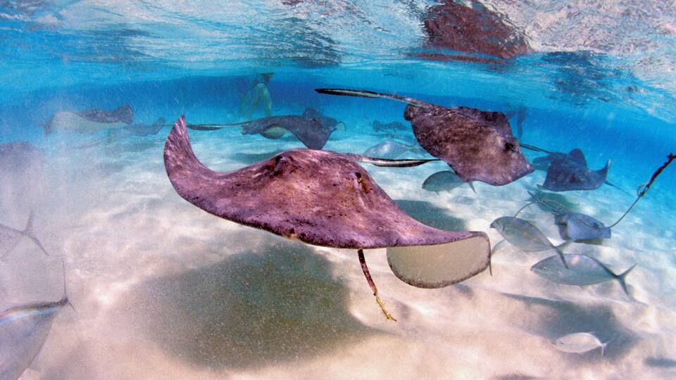 A clear underwater view of stingrays swimming near the ocean floor.
