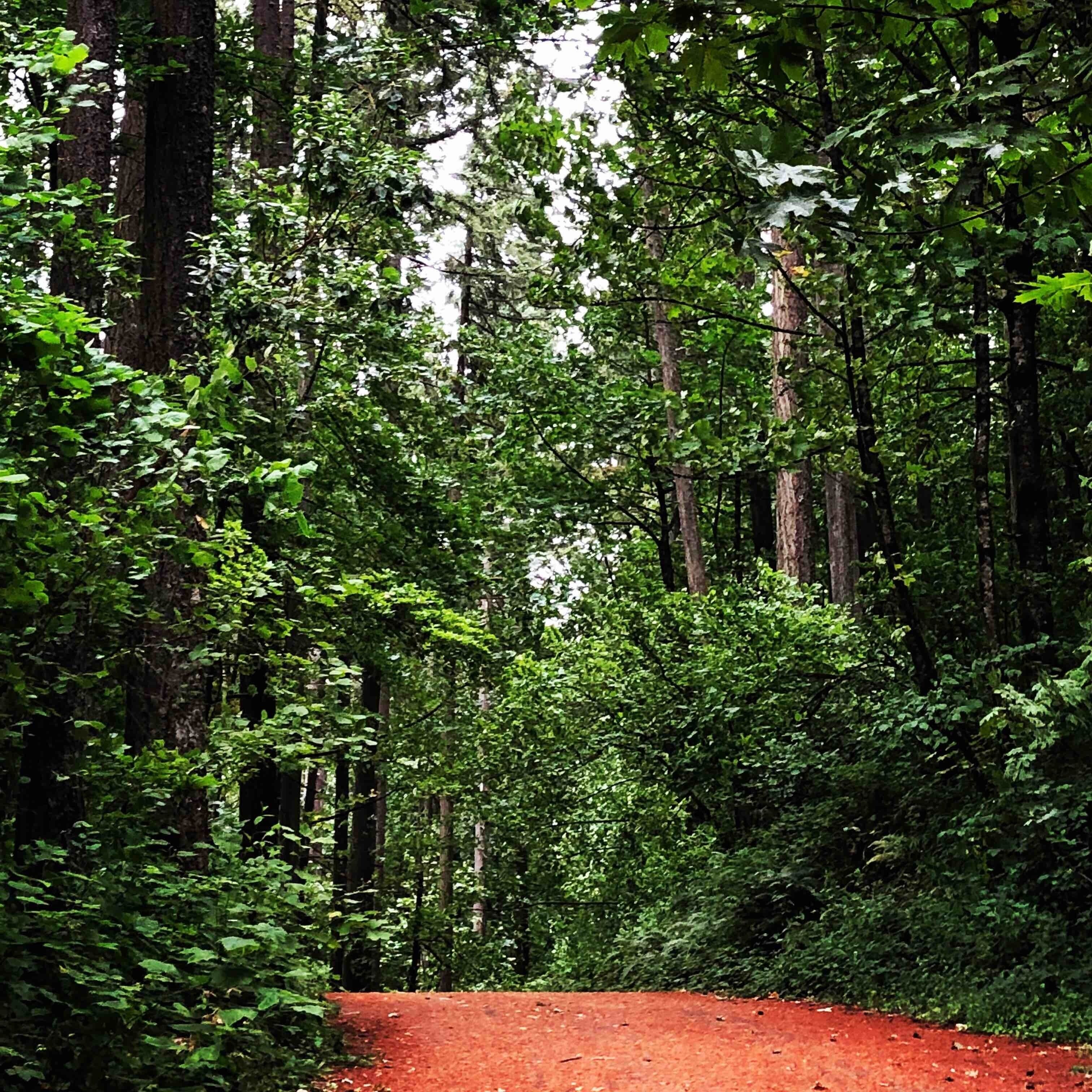 Beautiful park with stately redwoods