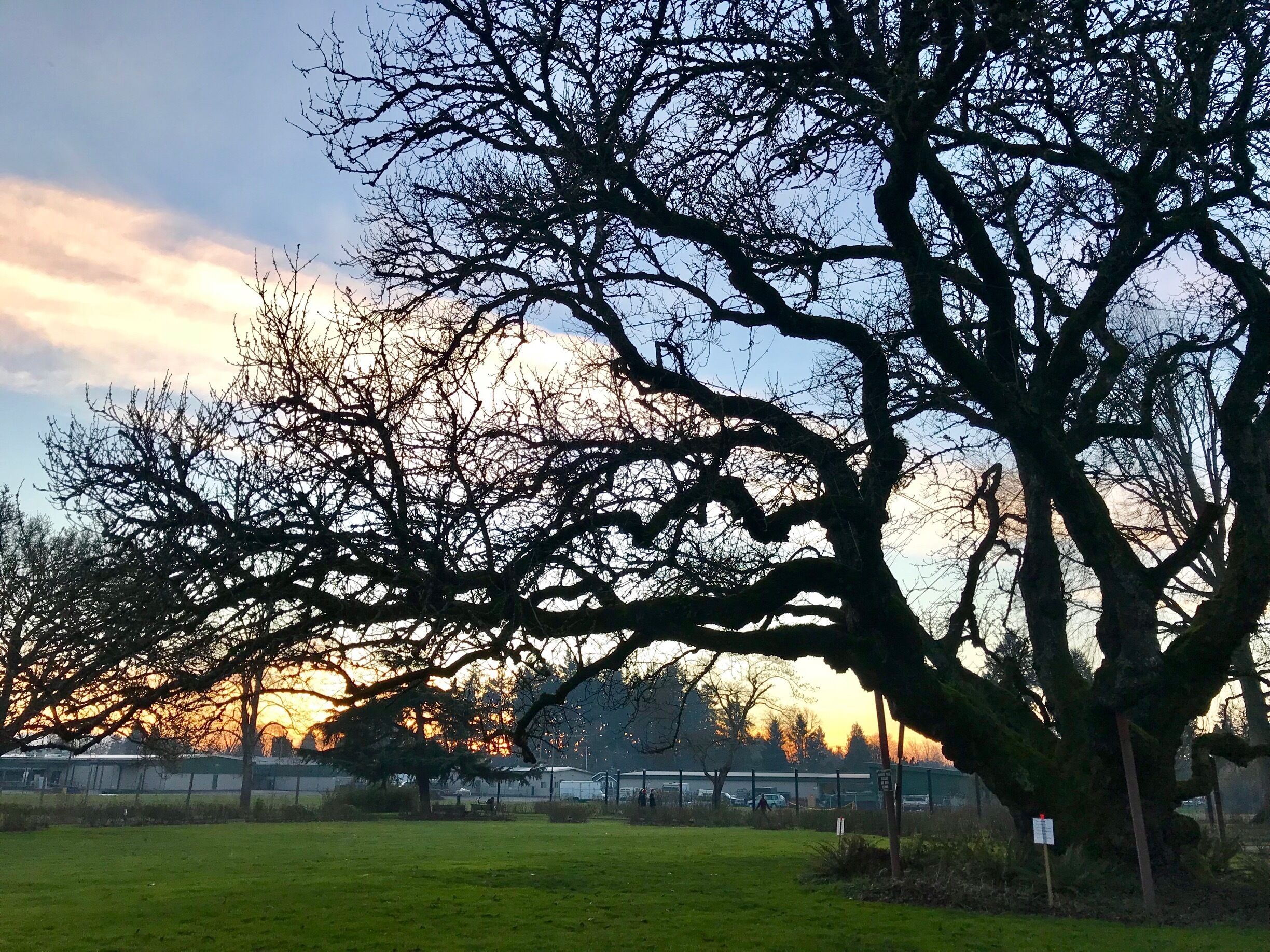 This gigantic tree is 171 years old!