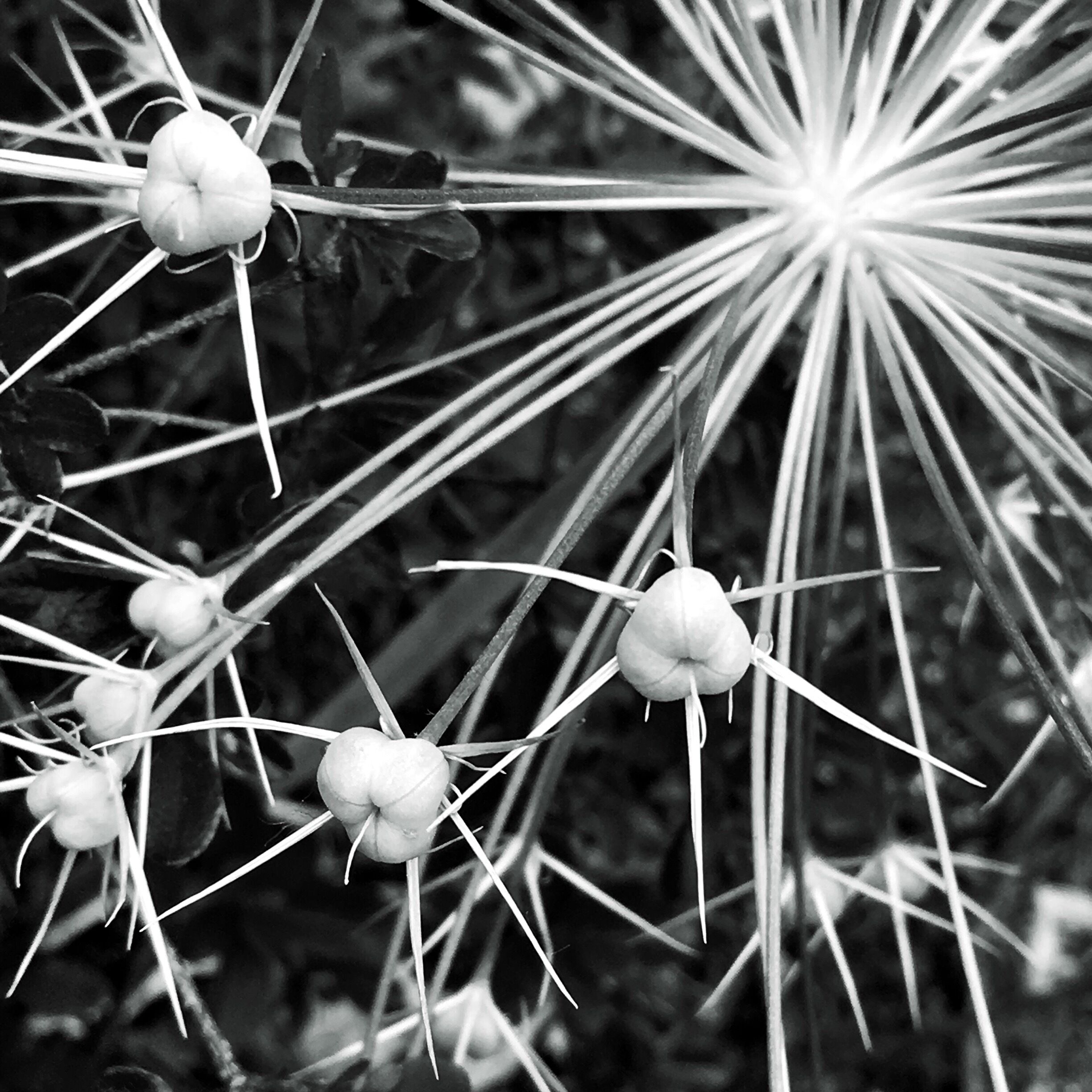 Flowers' Fireworks. (Macro's voodoo stuff.)