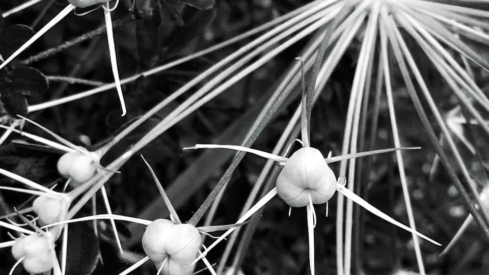 Flowers' Fireworks. (Macro's voodoo stuff.)