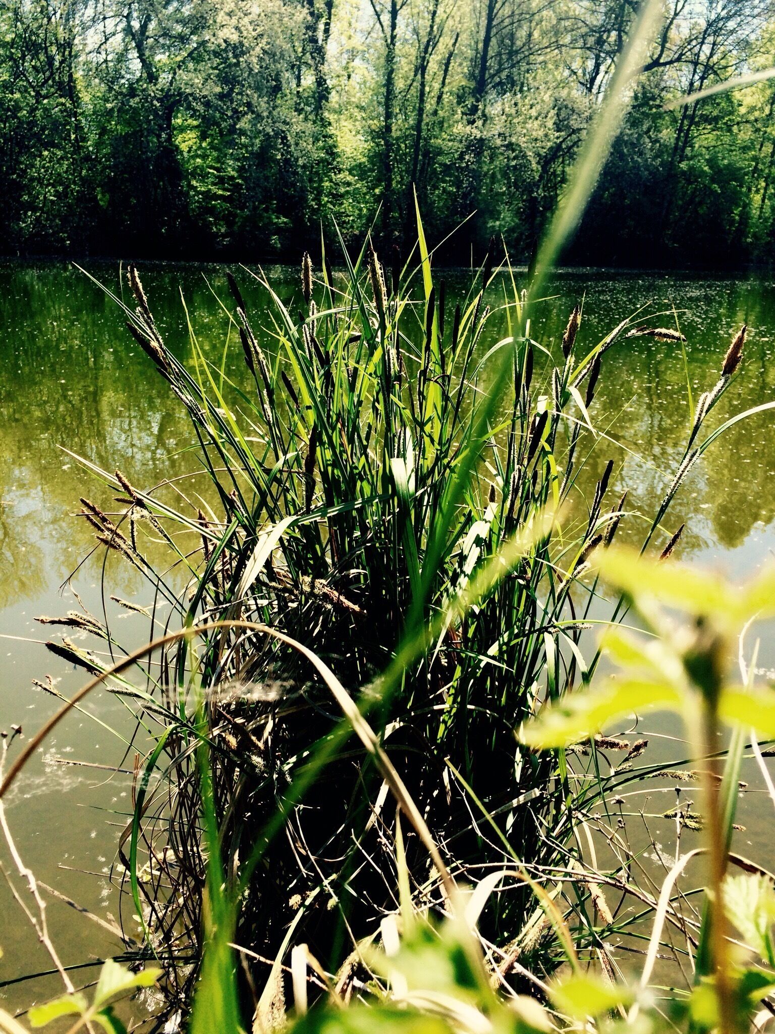 A pond surrounded by tall grasses and trees.