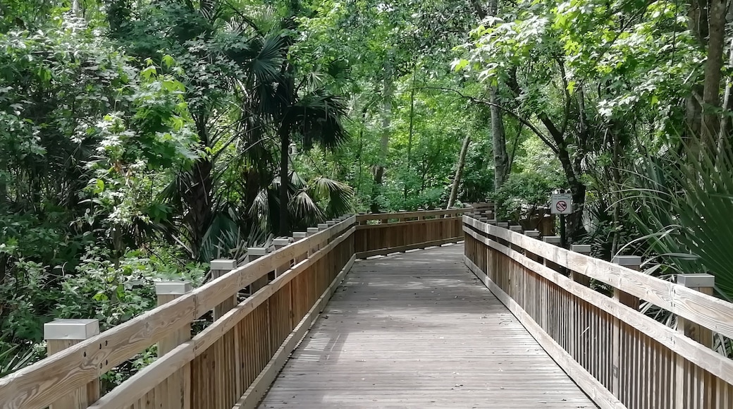 The boardwalk
