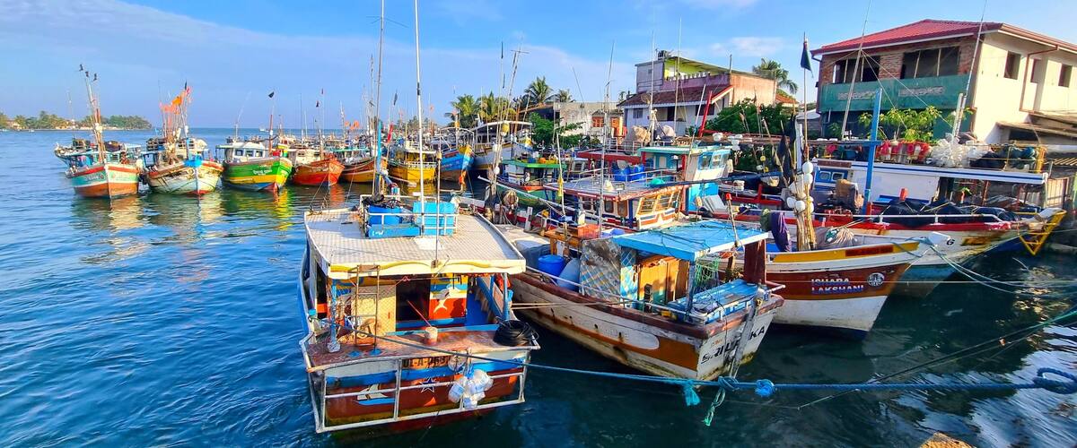 A harbor with numerous fishing boats docked, surrounded by buildings and palm trees.