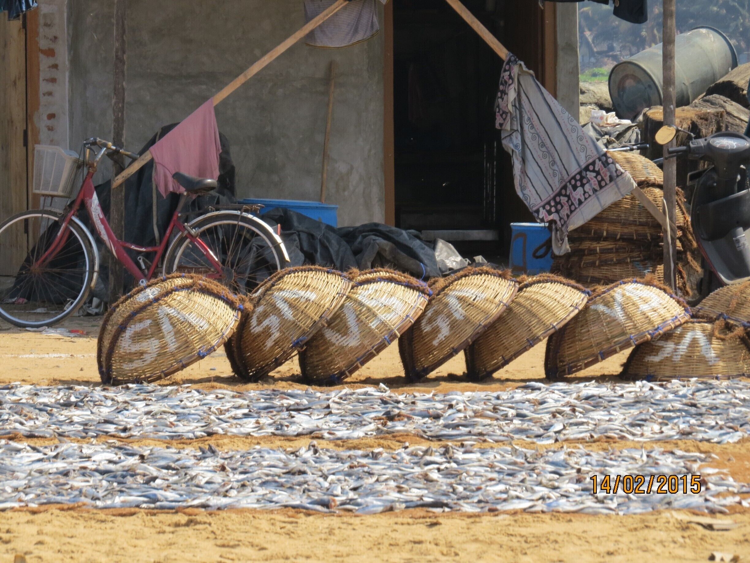 Fishing Market, Negombo, very interesting!