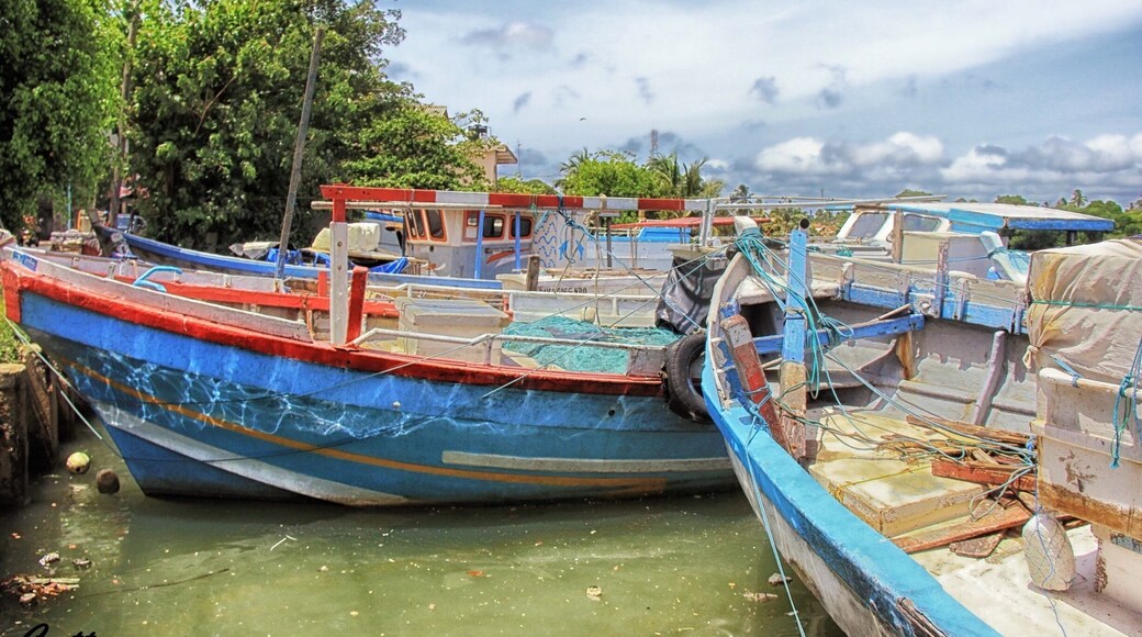 To our surprise, Negombo is a city full of life, vibrant with colours. The local fishermen and their wives busy drying their catch of the day. #Srilanka #nationalpark #water #hiking #nature #boats #travel #landscape #river