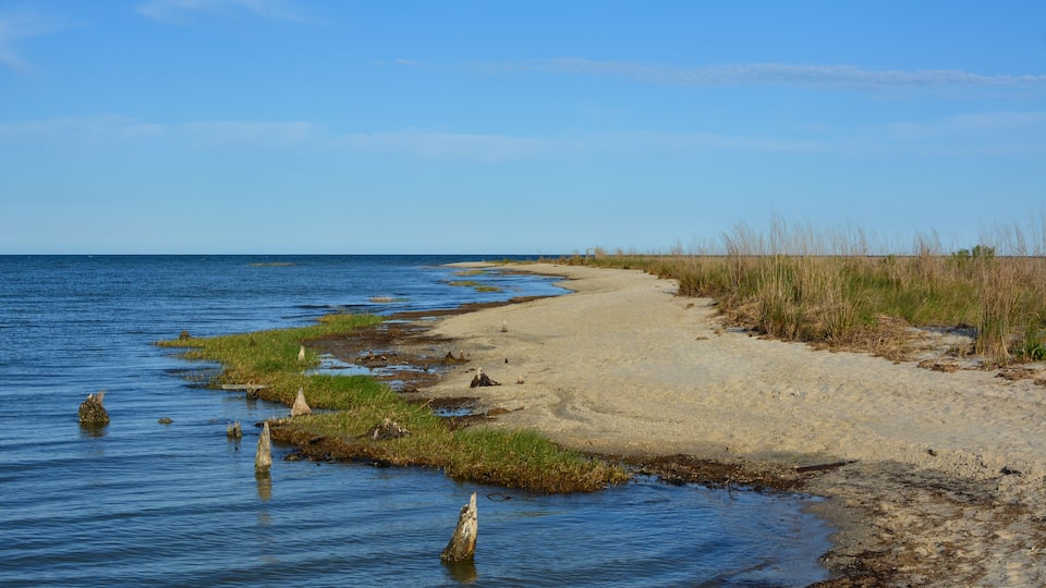 A sandy beach with water and grass.
