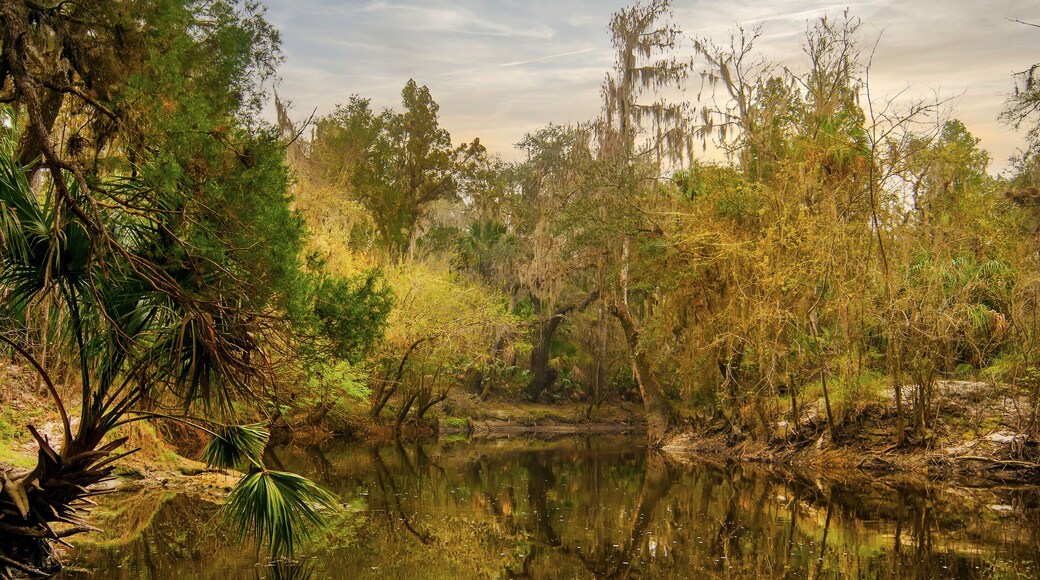 The banks of the Alafia River is captured in a surreal image as the warm morning sun shines on the southern oaks and palms, casting a yellow-orange glow and reflections in the water.