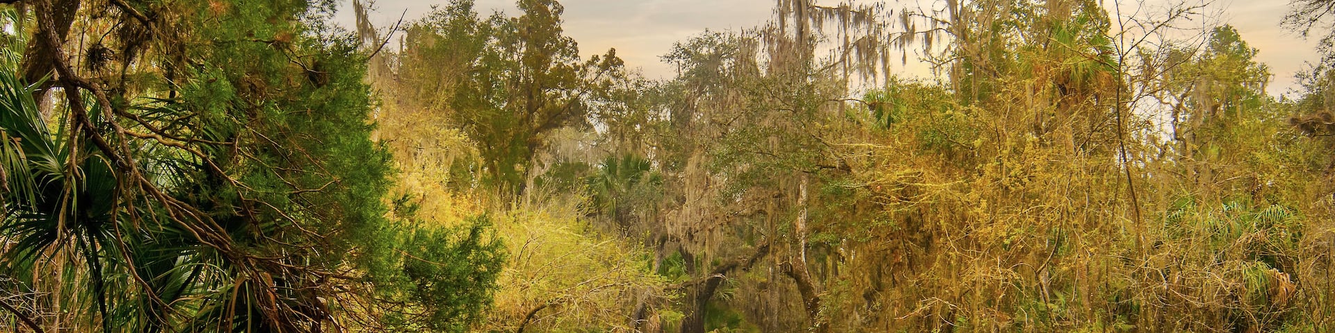 The banks of the Alafia River is captured in a surreal image as the warm morning sun shines on the southern oaks and palms, casting a yellow-orange glow and reflections in the water.