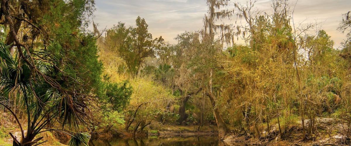 The banks of the Alafia River is captured in a surreal image as the warm morning sun shines on the southern oaks and palms, casting a yellow-orange glow and reflections in the water.