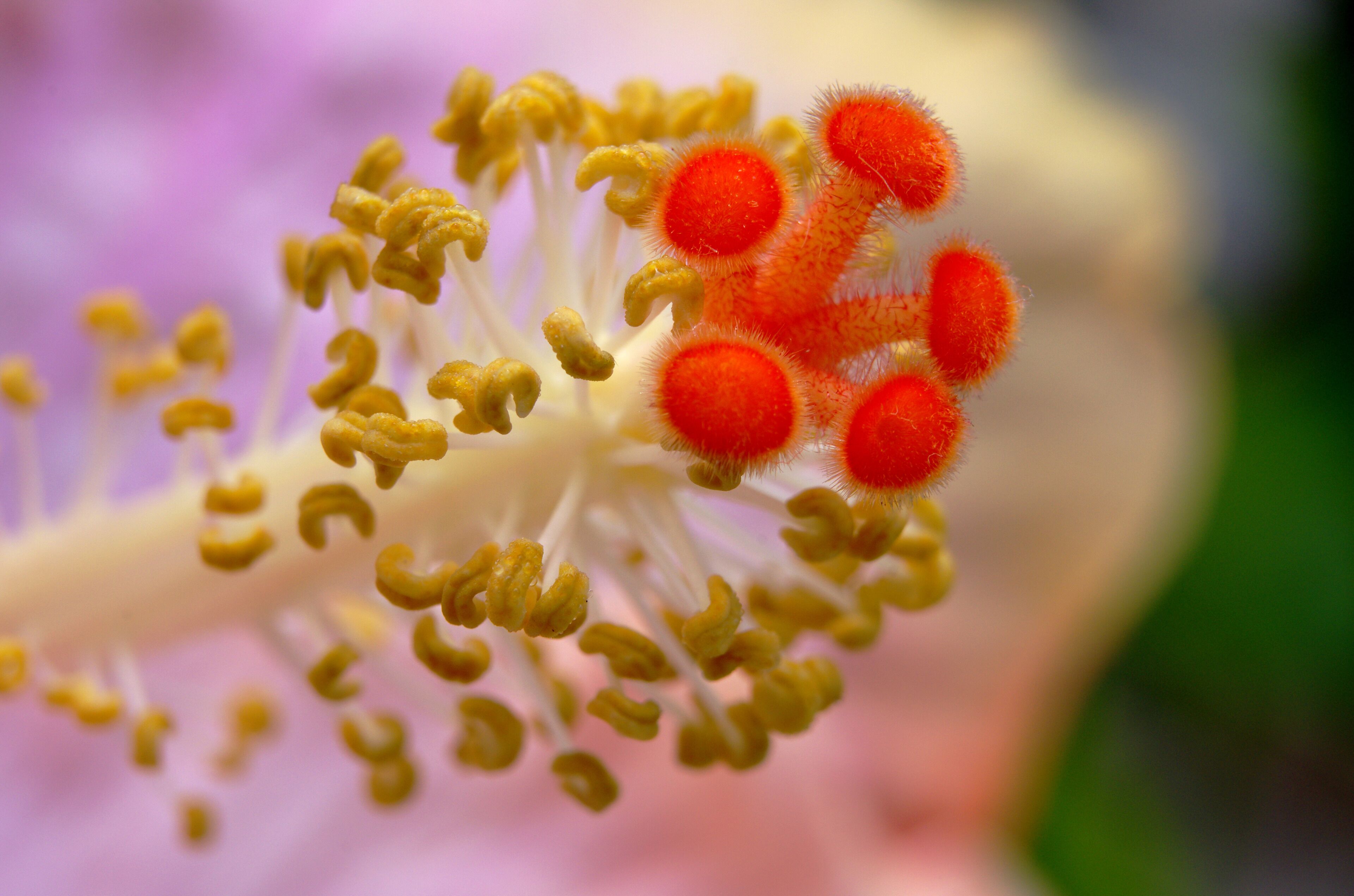 As I have viewed photographs from all over the world, here on Trover,  I have been amazed.  But when I look inward, as with this macro of a flowers stamen, I am equally amazed.