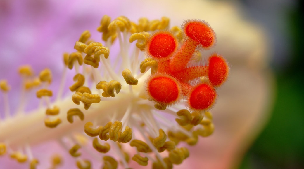 As I have viewed photographs from all over the world, here on Trover, I have been amazed. But when I look inward, as with this macro of a flowers stamen, I am equally amazed.