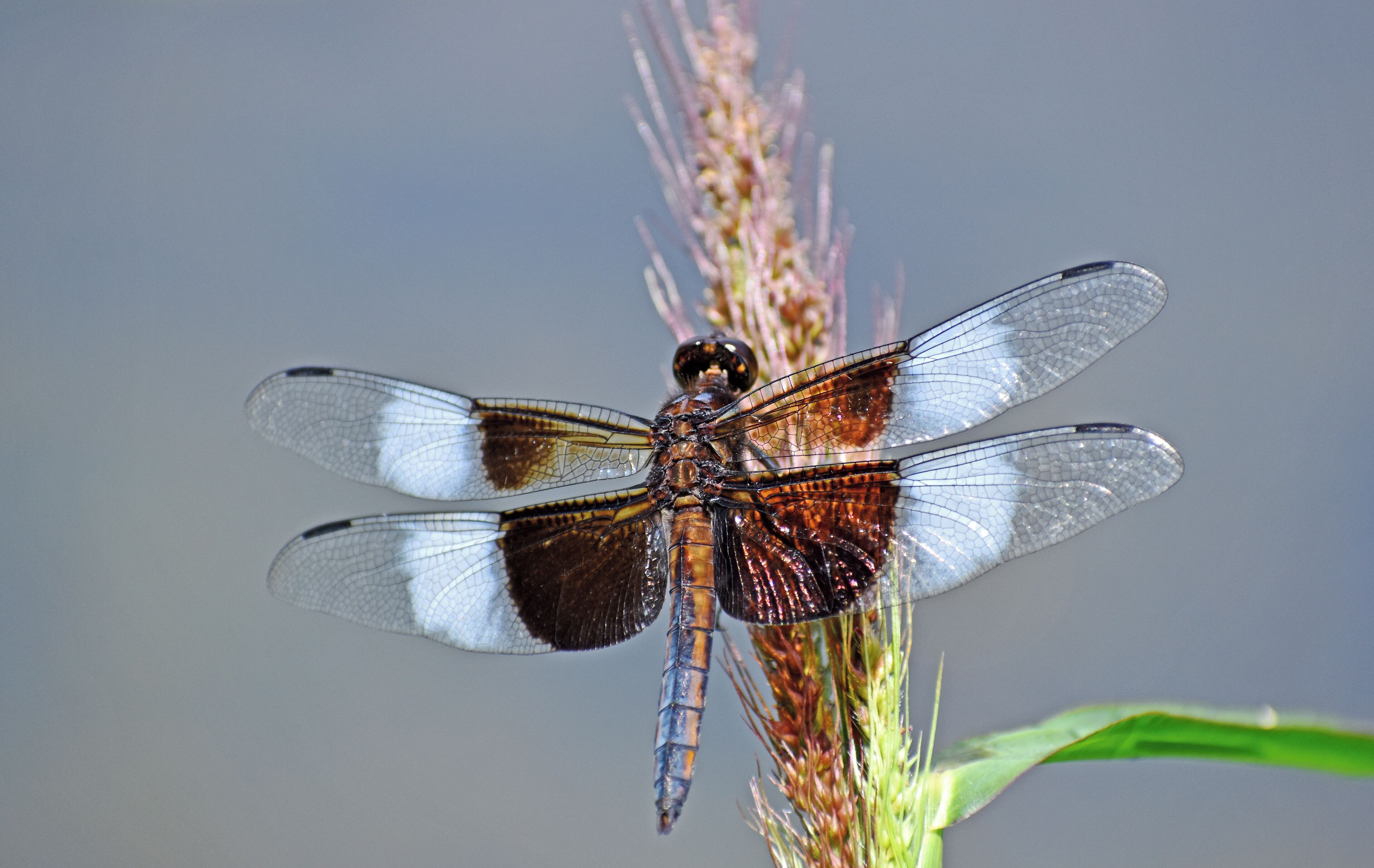 It must have been a lazy day for this dragonfly because I was able to get within a foot or so without disturbing*t.