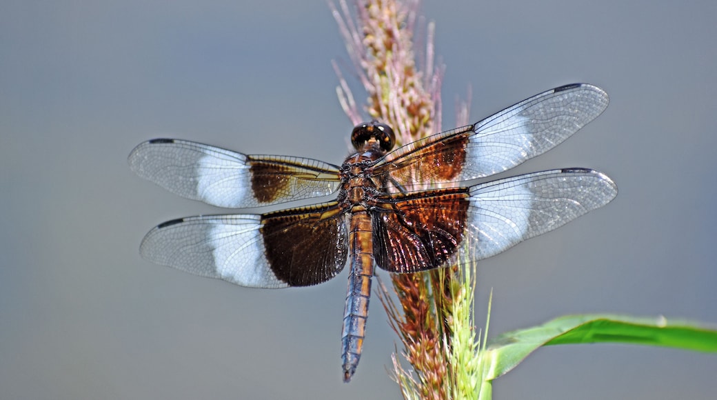 It must have been a lazy day for this dragonfly because I was able to get within a foot or so without disturbing*t.