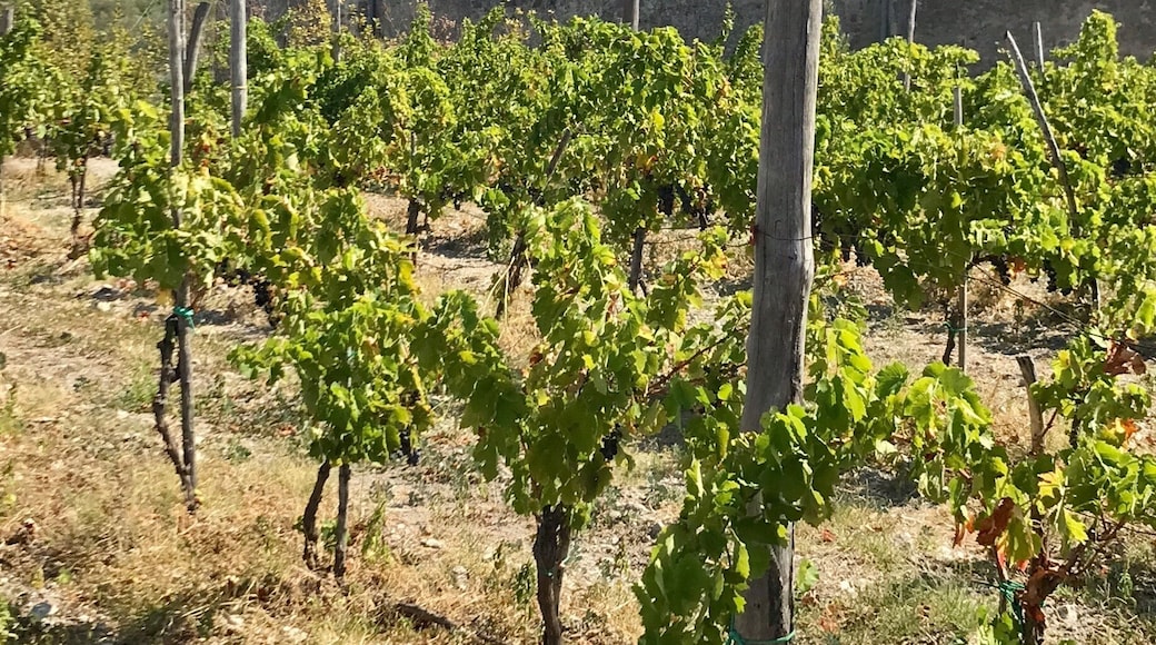 Small but absolutely beautiful winery. Wonderful history with a fantastic family atmosphere! Great tasting!