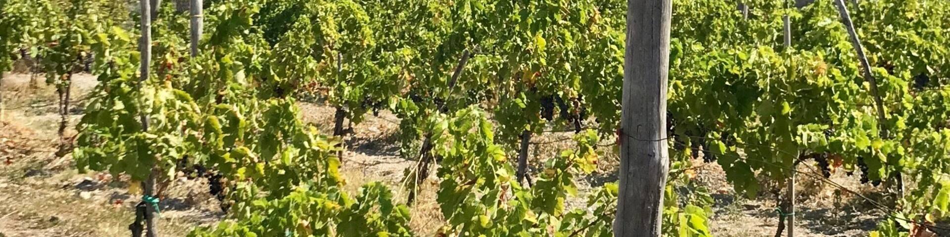 Small but absolutely beautiful winery. Wonderful history with a fantastic family atmosphere! Great tasting!