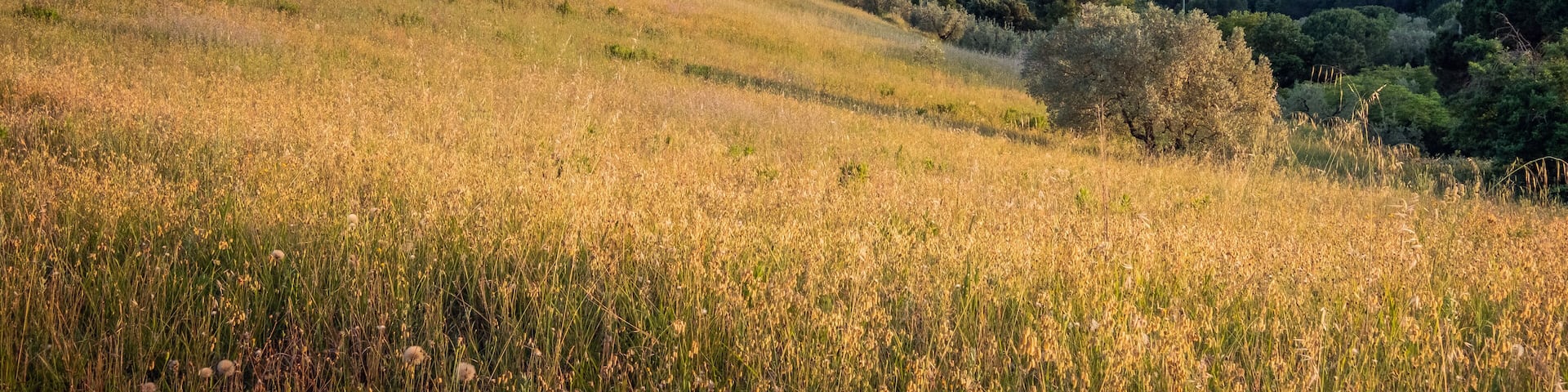 Riparbella, Pisa - Tuscany, Italy