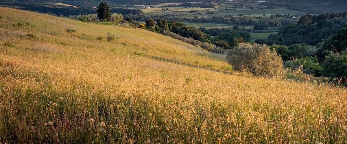 A grassy hillside with a view of distant fields and trees.