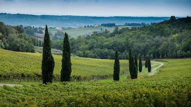 Riparbella