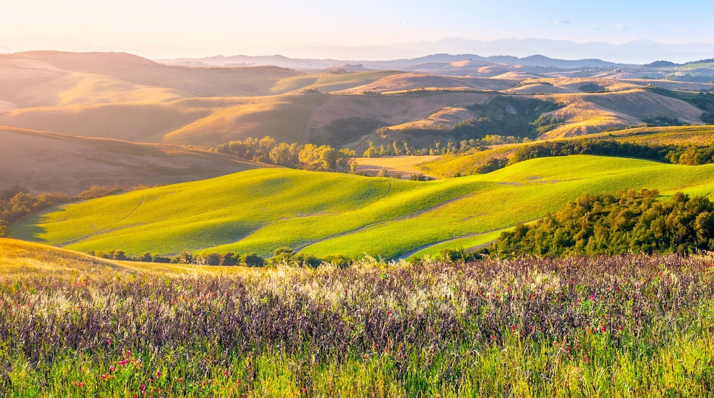 Evening in Tuscany. Hilly Tuscan landscape in golden mood at sunset time with silhouettes of cypresses and farm houses near Montaione, Italy.