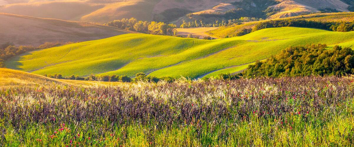 Evening in Tuscany. Hilly Tuscan landscape in golden mood at sunset time with silhouettes of cypresses and farm houses near Montaione, Italy.