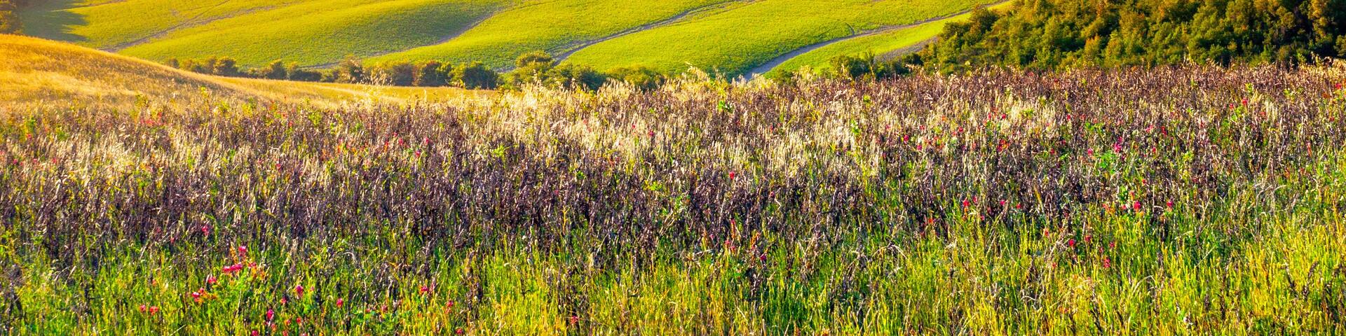 Evening in Tuscany. Hilly Tuscan landscape in golden mood at sunset time with silhouettes of cypresses and farm houses near Montaione, Italy.