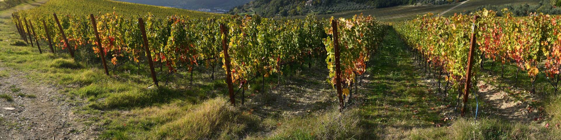 Beautiful vineyard near Pontassieve (Florence) at sunset with the colors of autumn. Italy.