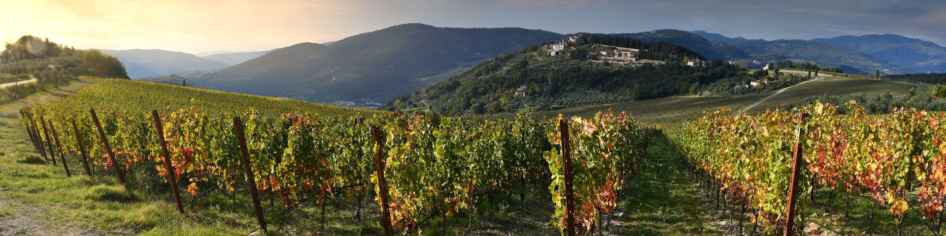 Beautiful vineyard near Pontassieve (Florence) at sunset with the colors of autumn. Italy.