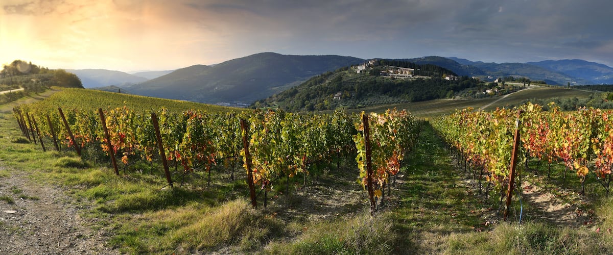A vineyard with rows of grapevines, a distant mountain range, and a small settlement on a hill.